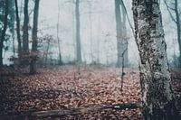 Eerie Forest