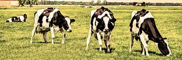 Vaches noires et blanches dans le pâturage Vieux