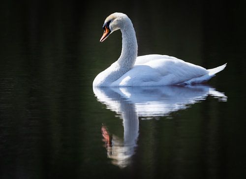 Cygne tuberculé avec reflet
