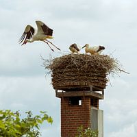 Ooievaar vliegt uit het nest om voedsel te zoeken voor de jongen