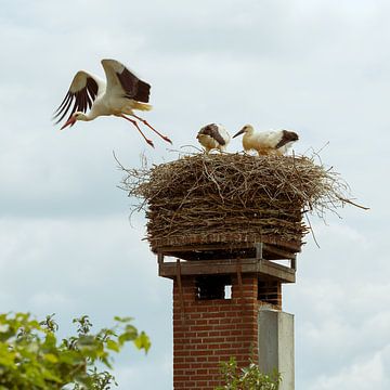 Stork flies out of the nest to find food for its young by Floor Fotografie
