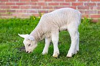 Neugeborenes Lamm isst frisches grünes Gras im Frühjahr von Ben Schonewille Miniaturansicht