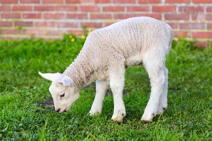 Pasgeboren lam eet gras in lente van Ben Schonewille