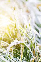 Sonnenlicht beim Morgenfrost im Januar