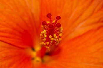 Nahaufnahme einer orangefarbenen Blüte