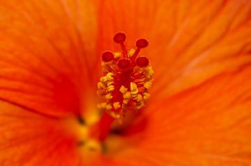 closeup van een oranje bloem van Leon Exterkate