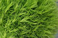 Dianthus barbatus green trick