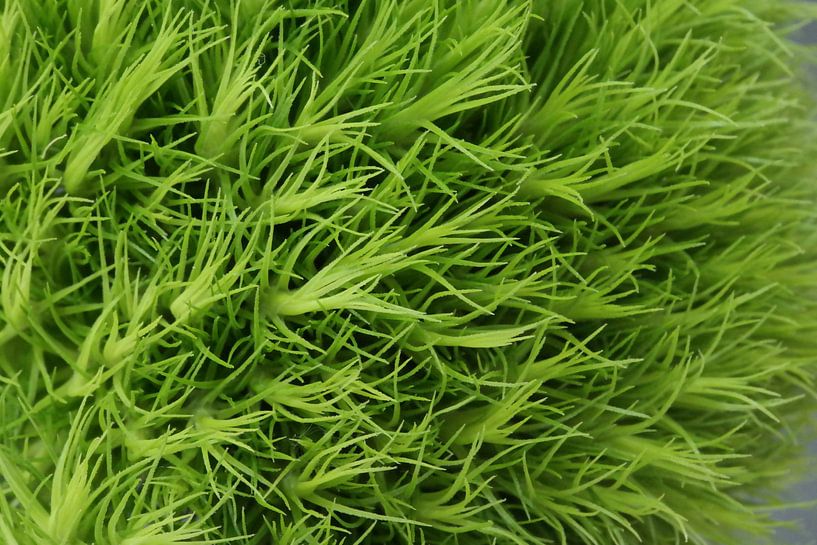 Dianthus barbatus green trick by Foto Hal