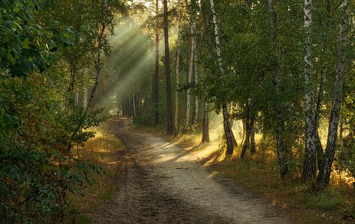 Zonnige ochtend in het bos