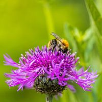 Hommel