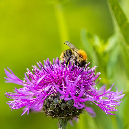 Hommel