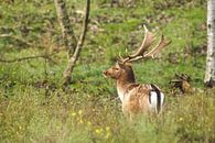 Hert in het bos, herfst van WeVaFotografie thumbnail