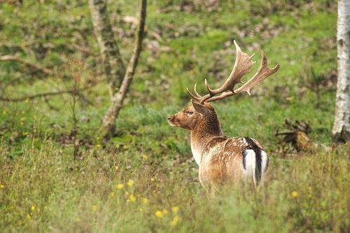 Hert in het bos, herfst