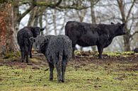 Cattle in the Harz Mountains by t.ART thumbnail
