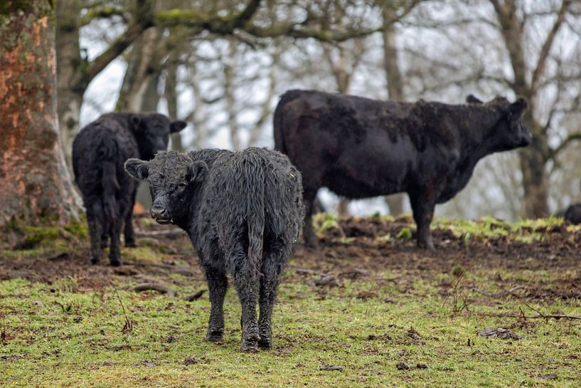 Cattle in the Harz Mountains by t.ART