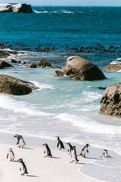 Pinguïns bij Boulders Beach, Zuid-Afrika van Suzanne Spijkers