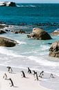 Penguins at Boulders Beach, South Africa by Suzanne Spijkers thumbnail