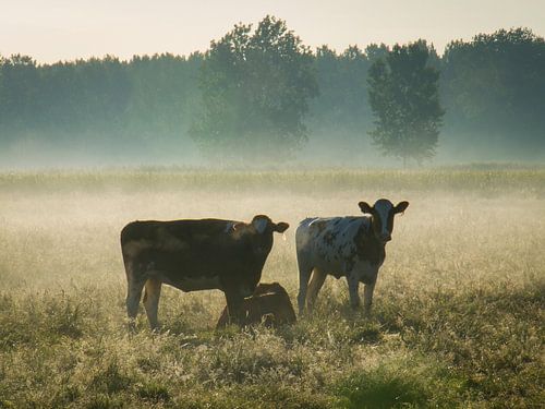 koeien
