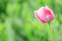 Poppies in bloom by the wayside