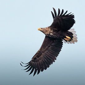 White-tailed eagle on blue background | Bird photography Norway | Nature photo print by Dylan gaat naar buiten
