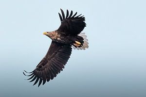 Seeadler auf blauem Hintergrund | Vogelfotografie Norwegen | Natur-Fotodruck von Dylan gaat naar buiten
