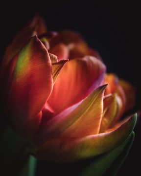 Colorful tulip dark & moody van Sandra Hazes