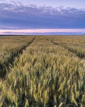 Champs de céréales à perte de vue dans la lumière du soir sur Hillebrand Breuker