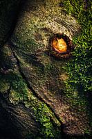 A dragon trapped in a tree