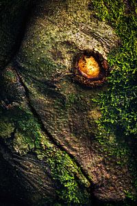 Ein Drache gefangen im Baum von Daniel Gastager