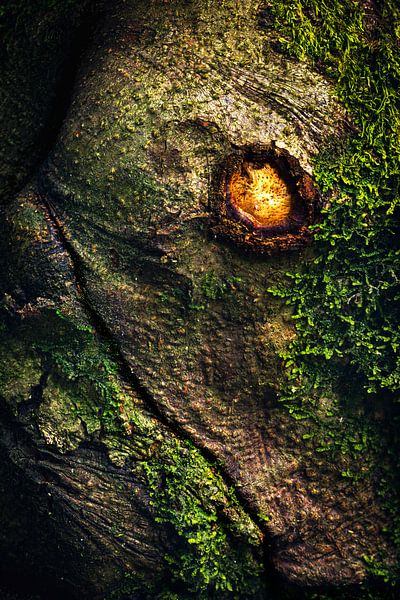 A dragon trapped in a tree by Daniel Gastager