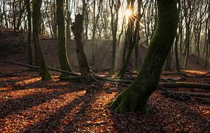 Magische Boszonsopgang: De Perfecte Balans van Licht en Schaduw