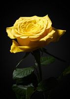 Yellow rose