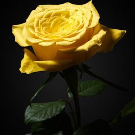 Gele roos van Ramon van Bedaf