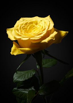 Gele roos van Ramon van Bedaf