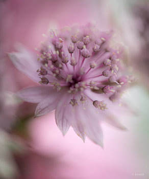 Fleur « zeeuws knoopje » en rose pâle