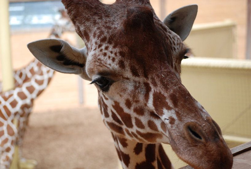 Giraffe by Suzanne Brok