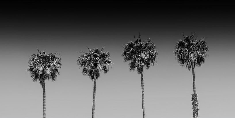 Palmenidylle | Panorama Monochrom von Melanie Viola