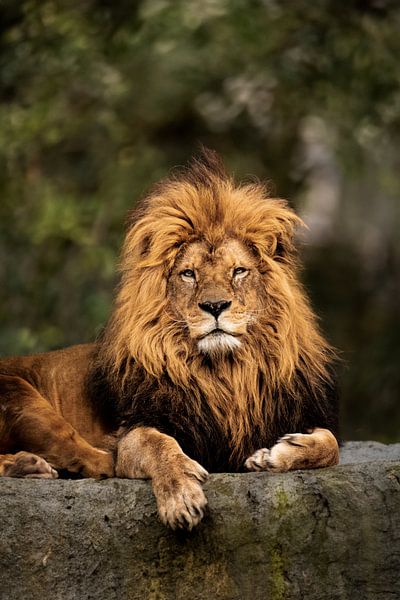 Leo by Design Wall Arts