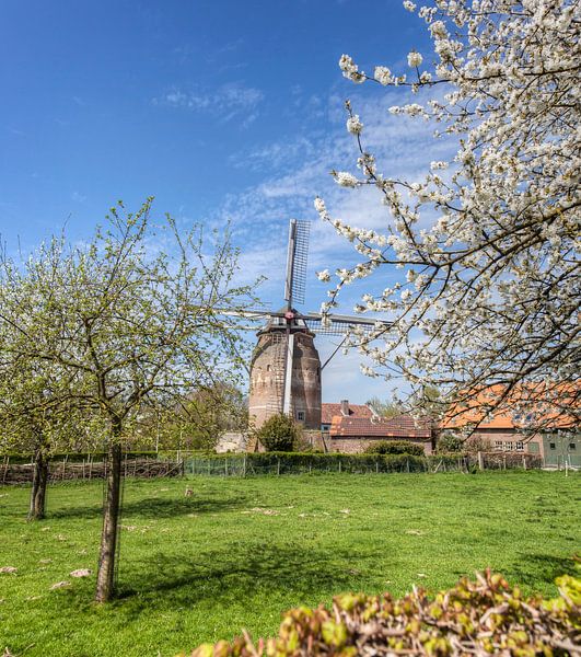 De Torenmolen van Gronsveld tijdens de bloesem van John Kreukniet