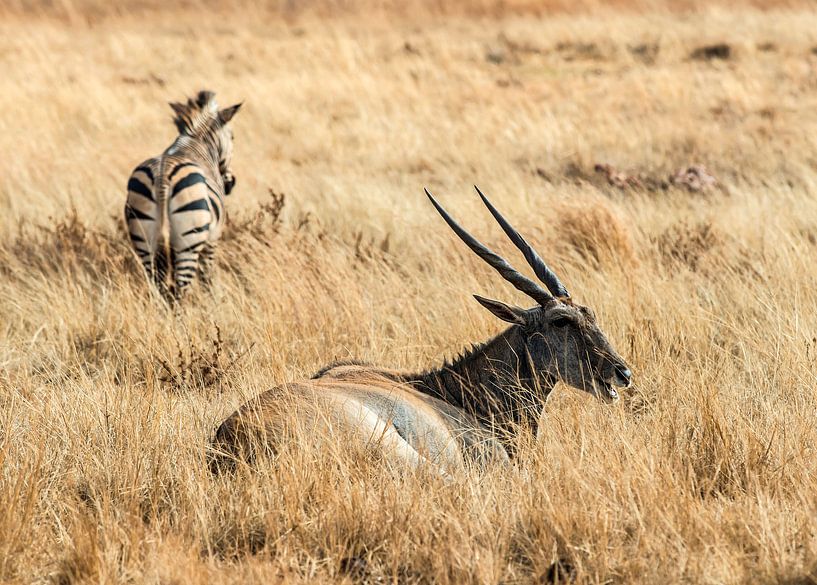 Antilope: Eating by Rob Smit