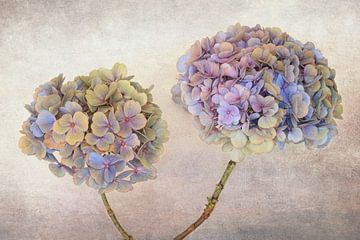 Duo d'hortensias aux couleurs douces sur fond calme sur Ytje Veenstra