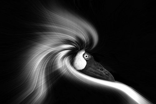 Oiseau exotique en noir et blanc