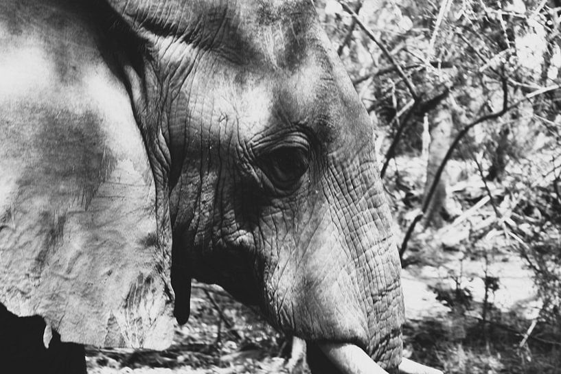 elephants by Ramon Beekelaar
