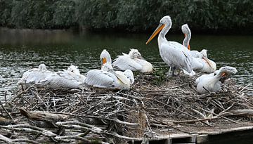 Gemeinsam auf dem Nest, Krauskopfpelikane bei der Rast