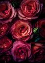 Pink Roses by Lae thumbnail