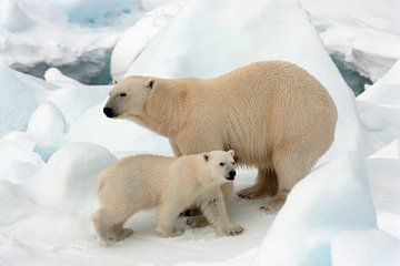 Polar Bear (Ursus maritimus) by AGAMI Photo Agency