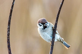 Moineau friquet sur une tige rouillée