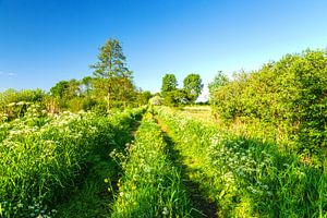 Landschaft "Grüner Frühling"