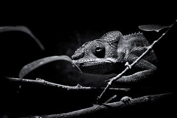 Panther chameleon by Frank Andree