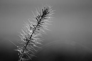 Herbe à l'abat-jour avec gouttes de pluie